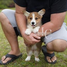 Harmony (RedSable Female 1) - Sable female Pembroke Welsh Corgi puppy in Straughn, Alabama from Magnolia Creek Corgis