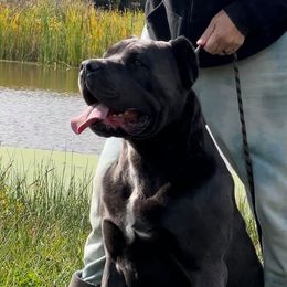 Kojak - Cane Corso