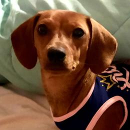 Pearl - Dachshund