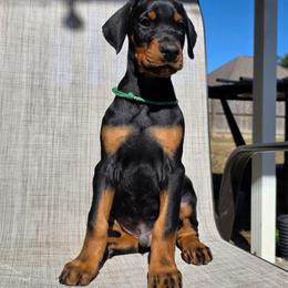 Green - Black and rust male Doberman Pinscher puppy in Denham Springs, Louisiana from Franklin Dobermans