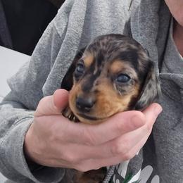 Dapple female short hair - Dapple female Dachshund puppy in Fulton, Missouri from New Hope Dachshund Puppies