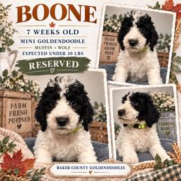 Boone - Parti male Goldendoodle puppy in Macclenny, Florida from Baker County Goldendoodles