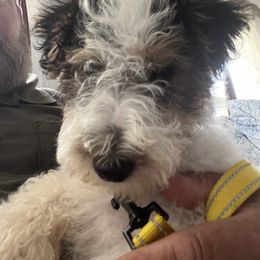 "Just loves a lap after a good bath" Wire Fox Terrier Puppies from Family Pets