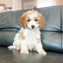 Copper - Blenheim male Cavapoo puppy in Saint George, Utah from Fitzdoodles
