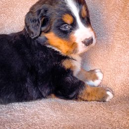 Bernedoodle, Bernese Mountain Dog, and Siberian Husky Puppies from Timberline Paws