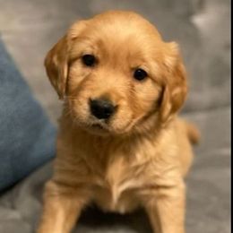 Charlie - Golden Retriever