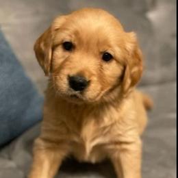 Charlie - Golden Retriever