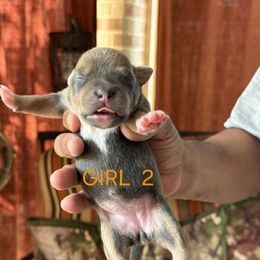 Girl 2 - female Staffordshire Bull Terrier puppy in Houston, Texas from Khaleesi Kennel