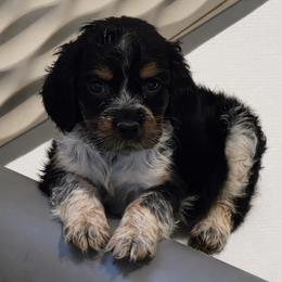 Joplin - Tri-Roan female English Springer Spaniel puppy in Fort White, Florida from Thunderbird Springers