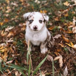 Sparkle - Red merle female Australian Shepherd puppy in Unionville, Iowa from Soap Creek Kennels