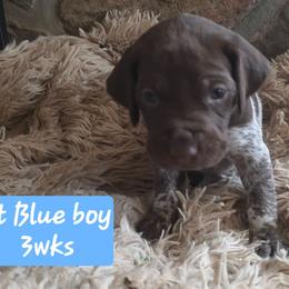 Light blue boy - Liver roan male German Shorthaired Pointer puppy in Dahlonega, Georgia from Pointer Mountain Bird Dogs