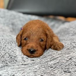 June - Red  female Goldendoodle puppy in Wharton, Texas from Little Fur Friends