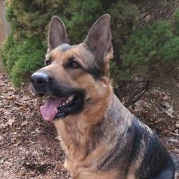Sage - German Shepherd