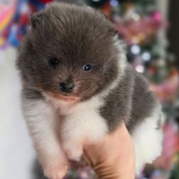 Blue parti male - Blue parti male Pomeranian puppy in Brighton, Colorado from POMS OF CBBK