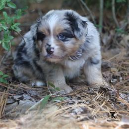 Colt- Blue Merle Male - Blue merle male Miniature Australian Shepherd puppy in Nacogdoches, Texas from TK Standard, Mini, & Toy Aussies