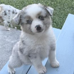 Beau - Blue merle male Miniature Australian Shepherd puppy in Signal Mountain, Tennessee from D & D Miniature and Toy Australian Sheppards
