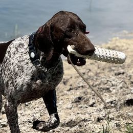 German Shorthaired Pointers from ETX GPS Kennels