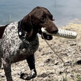 German Shorthaired Pointers from ETX GPS Kennels