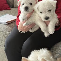 West Highland White Terrier Puppies from Highland Skye