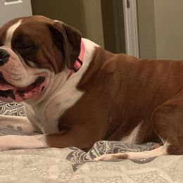Boxers from Porter’s Puppies