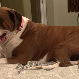 Boxers from Porter’s Puppies