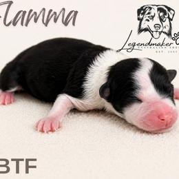 Flamma - Black tri female Toy Australian Shepherd puppy in Leitchfield, Kentucky from Legendmaker MAS