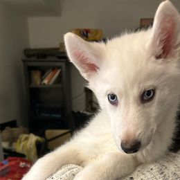 Girl 3 - White Siberian Husky puppy in New York from My Huskee House Kennel