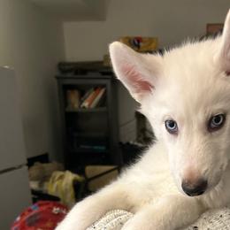 Girl 3 - White Siberian Husky puppy in New York from My Huskee House Kennel