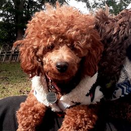 Brandy - Poodle
