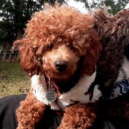 Brandy - Poodle