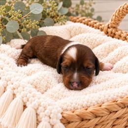 Girl 1-Reserved - Piebald female Dachshund puppy in Stoneville, North Carolina from Yadkin Valley Dachshunds