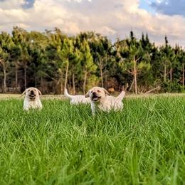 Labrador Retriever Puppies from BAK Forty Ranch