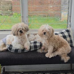 Shihpoo puppies from Kopydlowski's Shihpoo and Shichon pups
