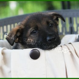 German Shepherd Puppies from Black Beauty Shepherds