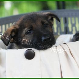 German Shepherd Puppies from Black Beauty Shepherds
