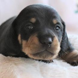 Dachshund Puppies from Chadwick Farms Mini Dachshunds