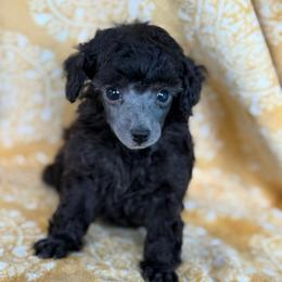Boba - Silver male Poodle puppy in Marsing, Idaho from Araceli Toy Poodles