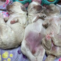 Ferragama - Cream female Poodle puppy in Garner, North Carolina from House of Paws Heritage Nursery
