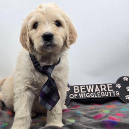 Washington - Apricot male Goldendoodle puppy in Neillsville, Wisconsin from Granton Creek