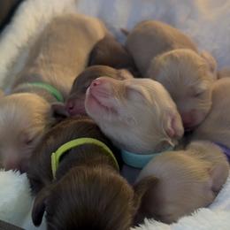 Moose - Cream male Dachshund puppy in Modesto, California from Golden State Mini Doxies