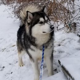 Baker - Alaskan Malamute