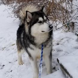Baker - Alaskan Malamute