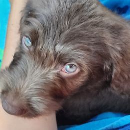 Labradoodle Puppies from Bollenberg Farm LLC