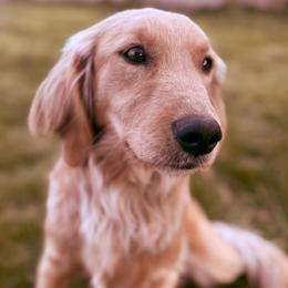 Tulip - Companion Cross