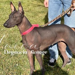Única - Xoloitzcuintli