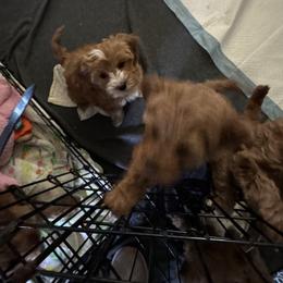 Bernedoodle, Cavapoo, Goldendoodle, Miniature Schnauzer, and Poodle Puppies from Alyssa Xxweetdoodles