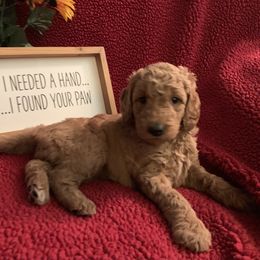 Goldendoodle Puppies from Goldendoodlefamily