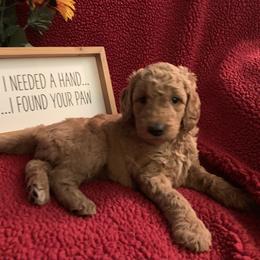Goldendoodle Puppies from Goldendoodlefamily