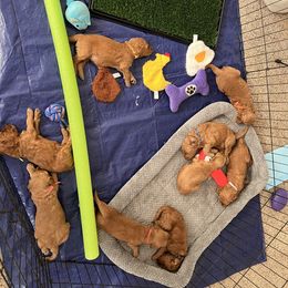 Goldendoodle Puppies from GG's Doodles