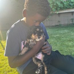 Cake Pop - Phantom male Bernedoodle puppy in Washougal, Washington from Sandy Creek Bernedoodles